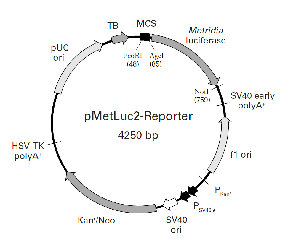 pMetLuc2-Reporter载体图谱